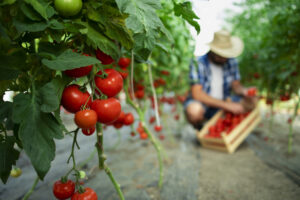 Zdjęcie farmy pomidorów pokazujące jak może działać wirtualne rolnictwo