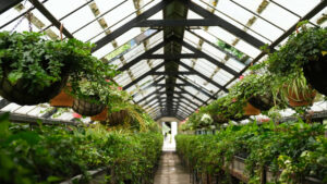 Jaka powinna być temperatura i wilgotność w szklarni?