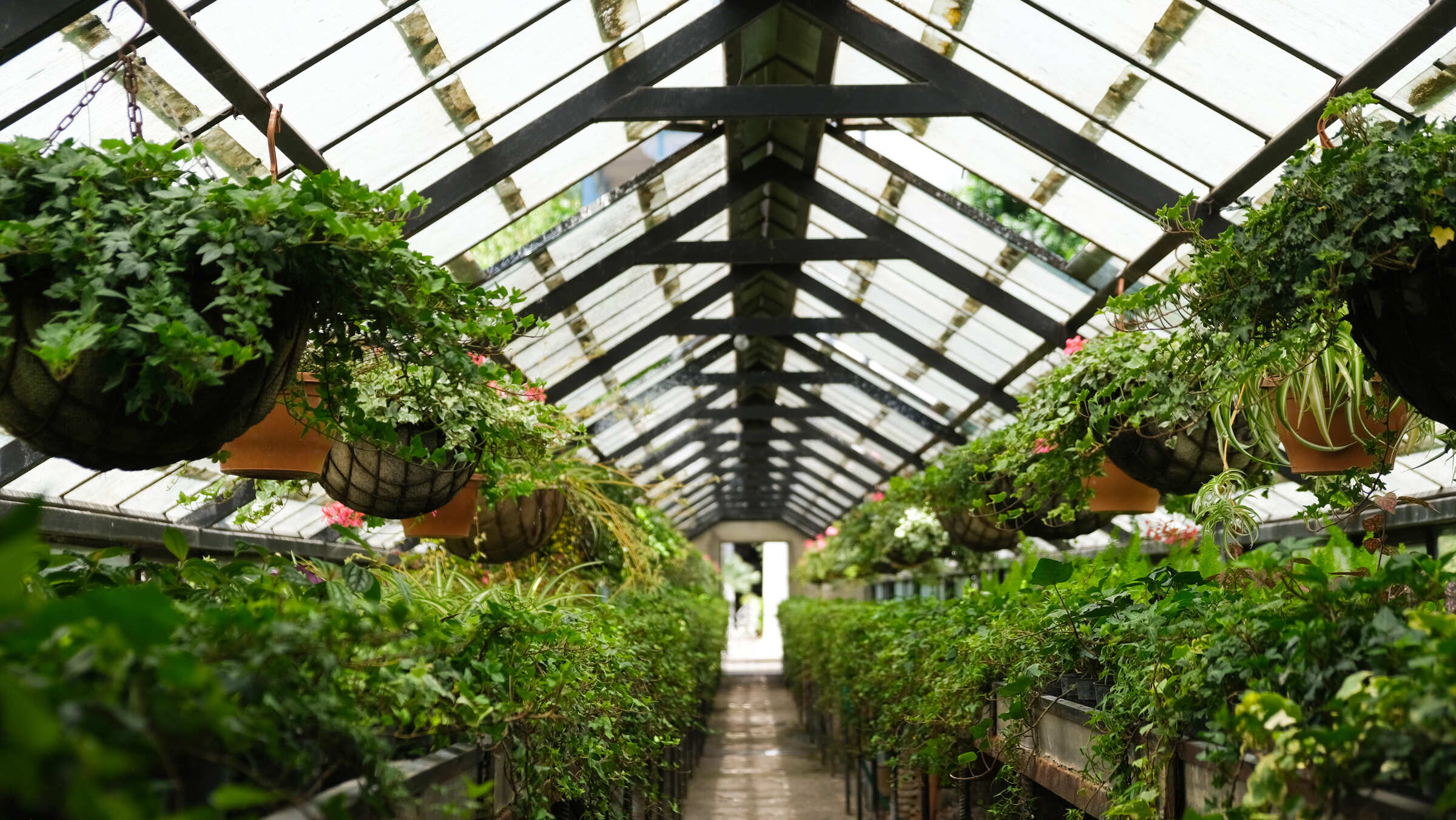 Jaka powinna być temperatura i wilgotność w szklarni?